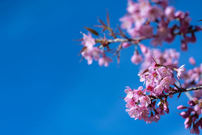 Low angle view of cherry blossoms against sky