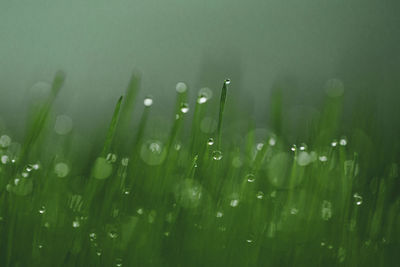 Close-up of water drops on plants during rainy season