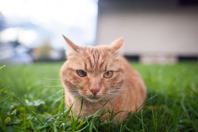 Close-up portrait of a cat