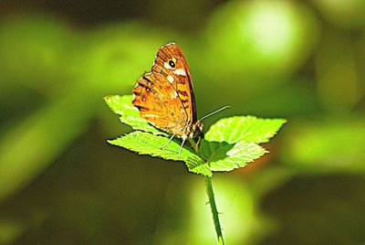 Close-up of butterfly on leaf