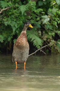 Bird perching on a lake