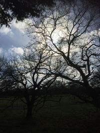 Bare trees on landscape against sky