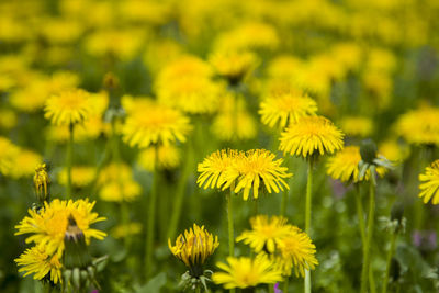 Close-up of yellow flowering plant on field