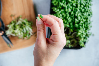 A hand holding a tiny leaf of freshly cut arugula microgreens sprouts on the chopping board in the
