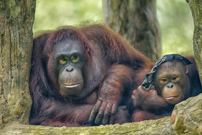 Orangutan, orang utan or orangutang