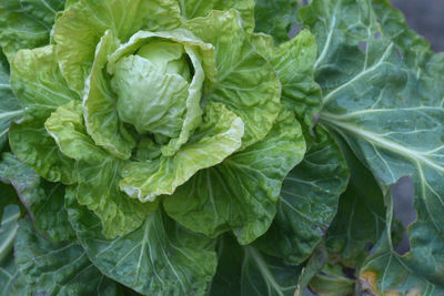 Close-up of green leaves