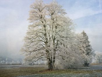 Tree against sky