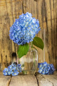 Close-up of blue flower in glass vase on table