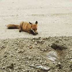 High angle view of a cat lying on land