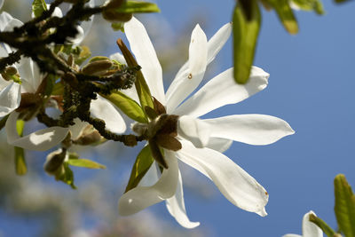Close-up of white flowering plant
