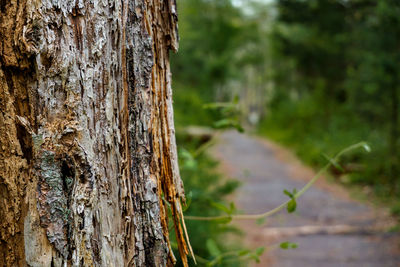 Close-up of tree trunk in forest