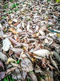 Full frame shot of autumn leaves