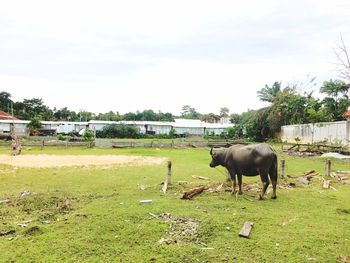 Horse grazing on field against sky