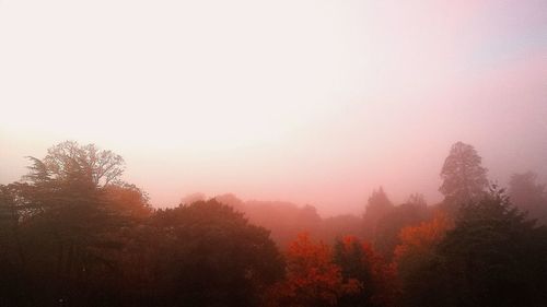 Silhouette trees in forest during foggy weather