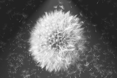 Close-up of dandelion at night