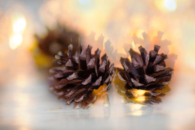 Close-up of pine cone on table