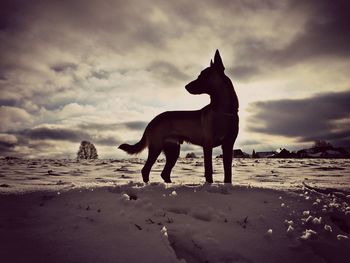 View of a dog on beach