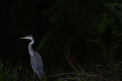 View of a bird in forest