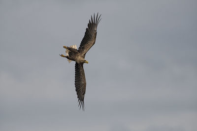 Low angle view of eagle flying in sky