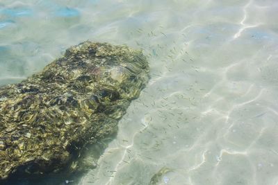 High angle view of fishes swimming in sea