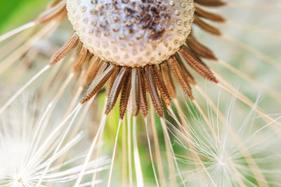 Close-up of wilted plant on field