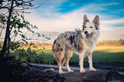 Dog standing on field