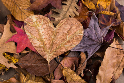 Close-up of autumn leaves