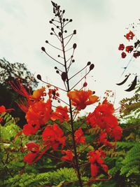 Low angle view of flowers blooming against sky