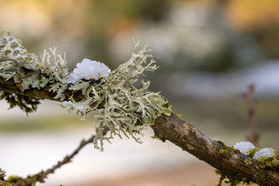 Mossy branch 