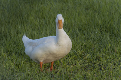 Close-up of a bird on field