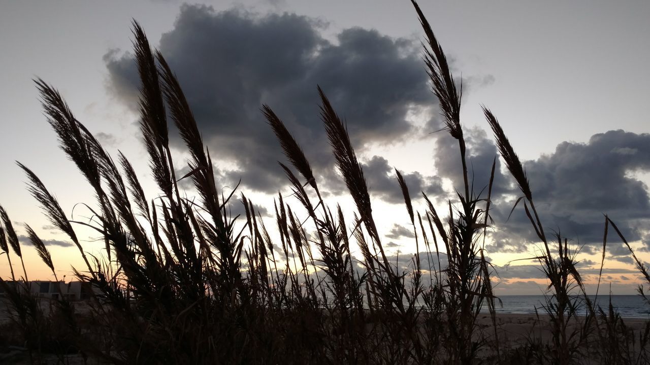 SILHOUETTE PLANTS ON FIELD AGAINST SKY