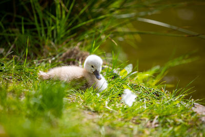 Portrait of a bird on field