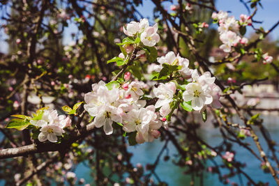 Close-up of white cherry blossom