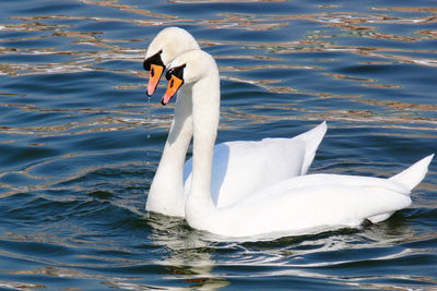 Swan swimming in lake