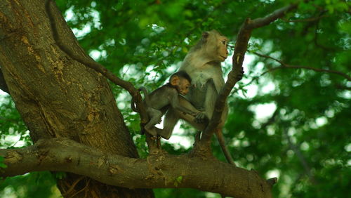 Low angle view of monkey on tree