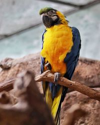 bird