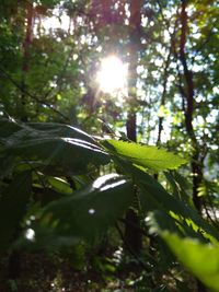 Sunlight streaming through trees in forest during sunny day