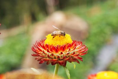 Close-up of bee pollinating on flower