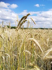 Close-up of wheat field against sky