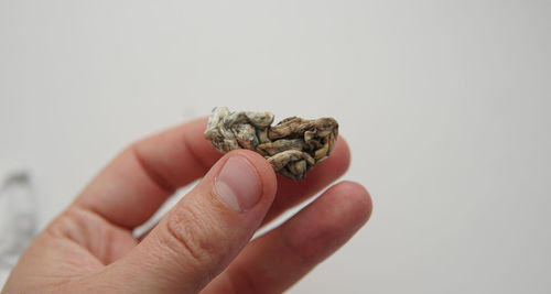 Close-up of hand holding leaf over white background