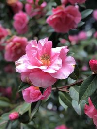 Close-up of pink flowers blooming in park