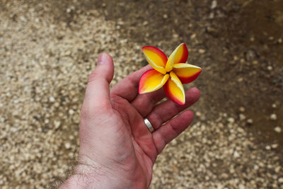 High angle view of hand holding red rose flower