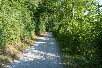 Empty road amidst trees in forest