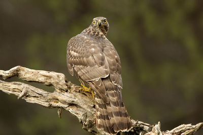 Close-up of eagle perching on wood