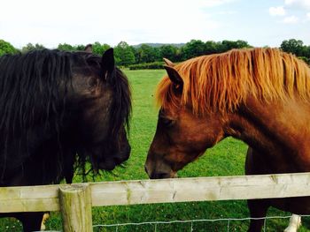 Horse grazing on field