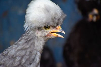 Close-up of a bird