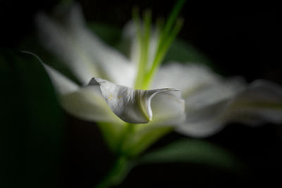 Close-up of white flower blooming against black background
