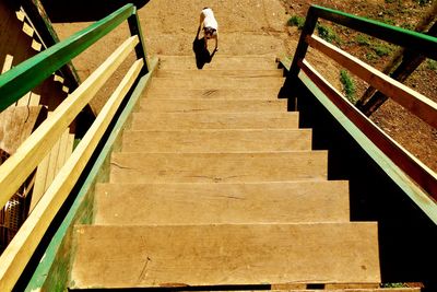 High angle view of dog standing by wooden steps on sunny day