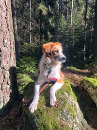 Dog in forest