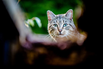 Close-up portrait of a cat